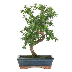 Planter un bonsaï - Gamm vert