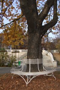 ANTIQUE FRENCH METAL GARDEN -  - Tree Bench