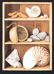 Porter Design - shells on shelves - Lithographie
