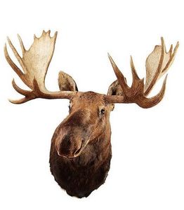 MASAI GALLERY - moose d'alaska - Cabeza Embalsamada