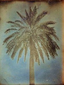 LINEATURE - palmier, athènes - 1842 - Fotografía